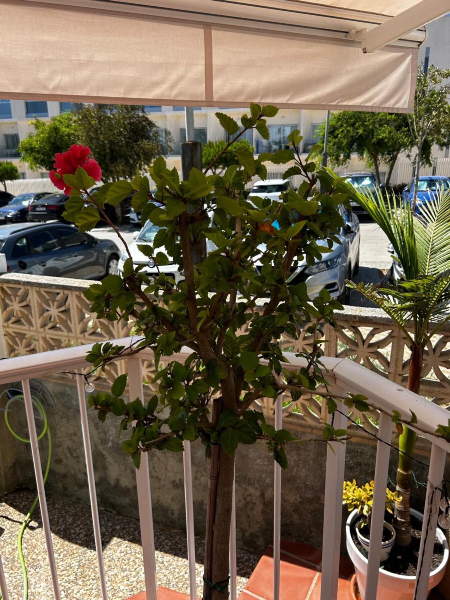 Apartment Junto Al Mar Roqueo Nicolas *